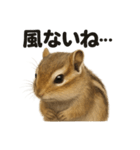 リアルでかわいい天気シマリス｜毎日使える（個別スタンプ：10）