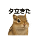リアルでかわいい天気シマリス｜毎日使える（個別スタンプ：11）