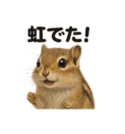 リアルでかわいい天気シマリス｜毎日使える（個別スタンプ：12）