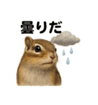 リアルでかわいい天気シマリス｜毎日使える（個別スタンプ：14）