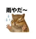 リアルでかわいい天気シマリス｜毎日使える（個別スタンプ：15）