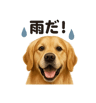 リアルでかわいい天気ゴールデンレトリバー（個別スタンプ：5）