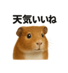 リアルでかわいい天気モルモット｜日常生活（個別スタンプ：3）