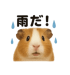 リアルでかわいい天気モルモット｜日常生活（個別スタンプ：5）