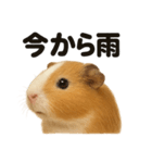 リアルでかわいい天気モルモット｜日常生活（個別スタンプ：6）
