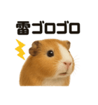リアルでかわいい天気モルモット｜日常生活（個別スタンプ：7）