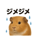 リアルでかわいい天気モルモット｜日常生活（個別スタンプ：8）
