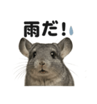 リアルでかわいい天気チンチラ｜毎日使える（個別スタンプ：5）