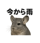 リアルでかわいい天気チンチラ｜毎日使える（個別スタンプ：6）