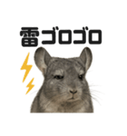 リアルでかわいい天気チンチラ｜毎日使える（個別スタンプ：7）