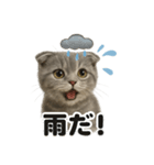リアルかわいい天気スコティッシュホールド（個別スタンプ：9）