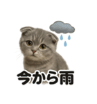リアルかわいい天気スコティッシュホールド（個別スタンプ：10）