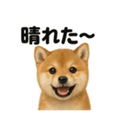 リアルでかわいい天気芝犬｜毎日使える日常（個別スタンプ：1）