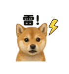 リアルでかわいい天気芝犬｜毎日使える日常（個別スタンプ：2）