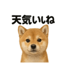 リアルでかわいい天気芝犬｜毎日使える日常（個別スタンプ：3）