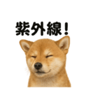 リアルでかわいい天気芝犬｜毎日使える日常（個別スタンプ：4）