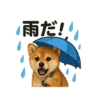 リアルでかわいい天気芝犬｜毎日使える日常（個別スタンプ：5）