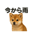 リアルでかわいい天気芝犬｜毎日使える日常（個別スタンプ：6）