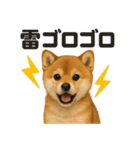 リアルでかわいい天気芝犬｜毎日使える日常（個別スタンプ：7）