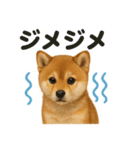 リアルでかわいい天気芝犬｜毎日使える日常（個別スタンプ：8）