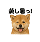 リアルでかわいい天気芝犬｜毎日使える日常（個別スタンプ：9）