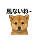 リアルでかわいい天気芝犬｜毎日使える日常（個別スタンプ：10）
