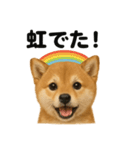リアルでかわいい天気芝犬｜毎日使える日常（個別スタンプ：11）