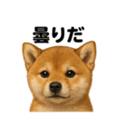 リアルでかわいい天気芝犬｜毎日使える日常（個別スタンプ：13）
