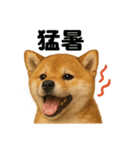リアルでかわいい天気芝犬｜毎日使える日常（個別スタンプ：15）
