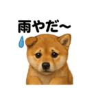 リアルでかわいい天気芝犬｜毎日使える日常（個別スタンプ：16）
