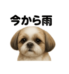 リアルでかわいい天気シーズー｜毎日使える（個別スタンプ：5）