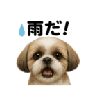 リアルでかわいい天気シーズー｜毎日使える（個別スタンプ：6）