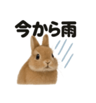 リアルでかわいい天気うさぎ｜毎日使える（個別スタンプ：6）
