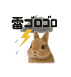 リアルでかわいい天気うさぎ｜毎日使える（個別スタンプ：7）