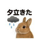 リアルでかわいい天気うさぎ｜毎日使える（個別スタンプ：15）