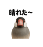 リアルでかわいい天気文鳥｜毎日使える表情（個別スタンプ：1）