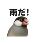 リアルでかわいい天気文鳥｜毎日使える表情（個別スタンプ：5）