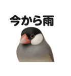 リアルでかわいい天気文鳥｜毎日使える表情（個別スタンプ：6）