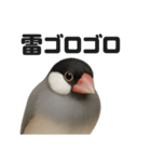 リアルでかわいい天気文鳥｜毎日使える表情（個別スタンプ：7）