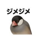 リアルでかわいい天気文鳥｜毎日使える表情（個別スタンプ：8）