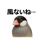 リアルでかわいい天気文鳥｜毎日使える表情（個別スタンプ：10）