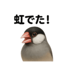 リアルでかわいい天気文鳥｜毎日使える表情（個別スタンプ：11）