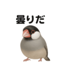 リアルでかわいい天気文鳥｜毎日使える表情（個別スタンプ：14）