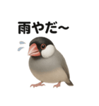 リアルでかわいい天気文鳥｜毎日使える表情（個別スタンプ：15）