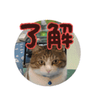 私の可愛いレオ君の挨拶スタンプ（個別スタンプ：12）