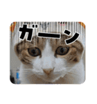 私の可愛いレオ君の挨拶スタンプ（個別スタンプ：20）