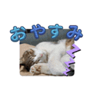 私の可愛いレオ君の挨拶スタンプ（個別スタンプ：32）