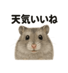 リアルでかわいい天気ハムスター｜日常生活（個別スタンプ：3）
