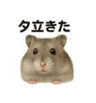 リアルでかわいい天気ハムスター｜日常生活（個別スタンプ：11）