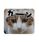 可愛いレオ君の挨拶スタンプ（個別スタンプ：13）